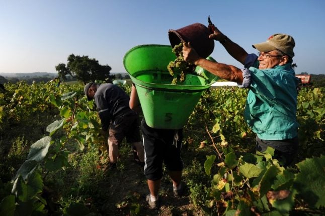How France's vineyards are benefiting from the heatwave