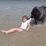 VIDEO: Dog ‘rescues’ little girl playing in Normandy sea