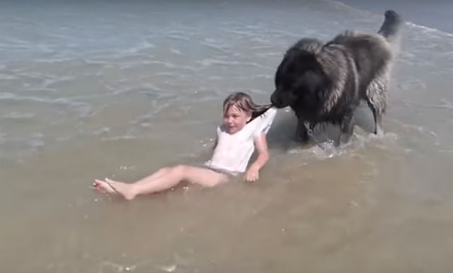 VIDEO: Dog 'rescues' little girl playing in Normandy sea