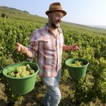 Champagne harvest starts early as winemakers predict ‘very good’ vintage