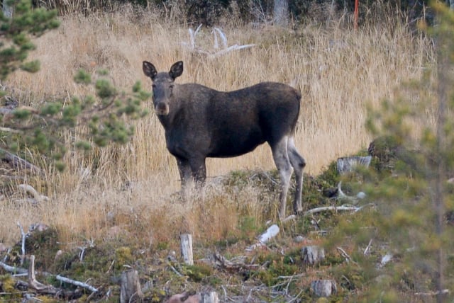 Swedish forest agency calls for more elk to be killed off