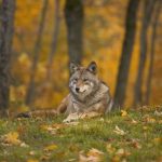 Denmark to tag wolves in effort to learn more about returning species
