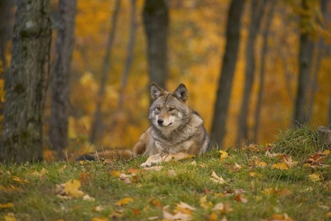 Denmark to tag wolves in effort to learn more about returning species