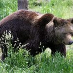 French farmers furious as France announces more bears for the Pyrenees