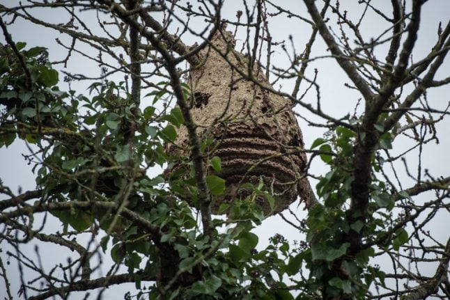 Asian hornets claim another victim in France: What to do to avoid being stung