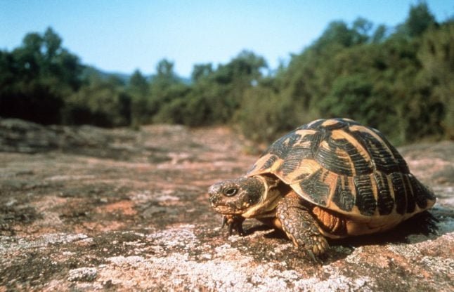 Dozens of rare Hermann's tortoises stolen in Corsica