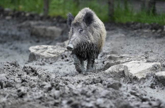 Boar wars: French government steps in to help farmers fight rampaging animals