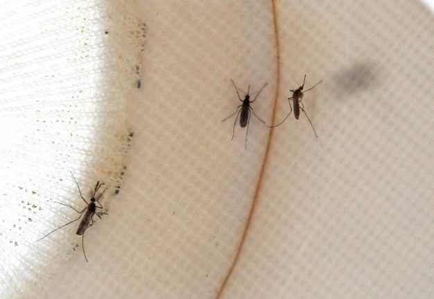 Cases of West Nile fever in Italy soar