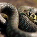 Swiss scientists struggle to find people who are scared of snakes