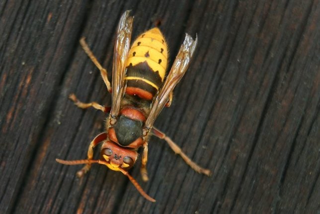 18 people attacked by swarm of hornets at German wine festival