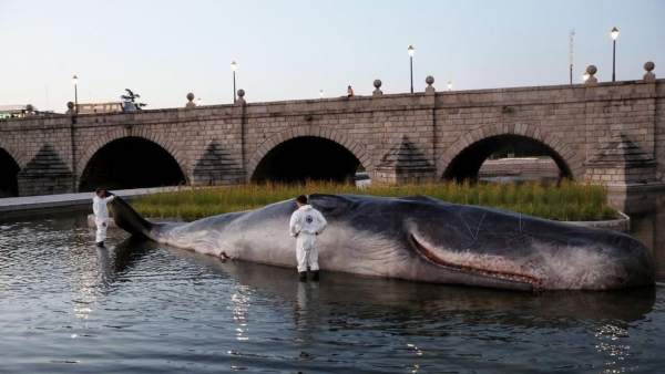How a sperm whale washed up on the banks of Madrid’s Rio