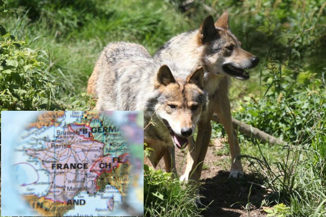 A Glance around France: Bullet proof vests in the Var, and have wolves returned to Brittany?