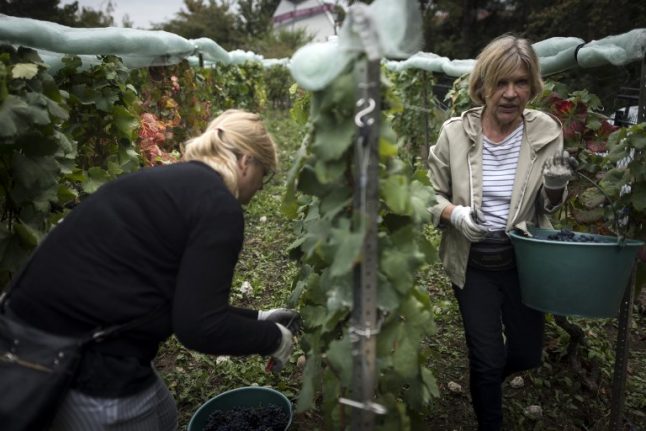 Urban vineyards: Parisians pick grapes for city vintages