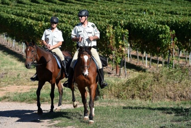 Wine crime: Alsace fights grape heists on horseback