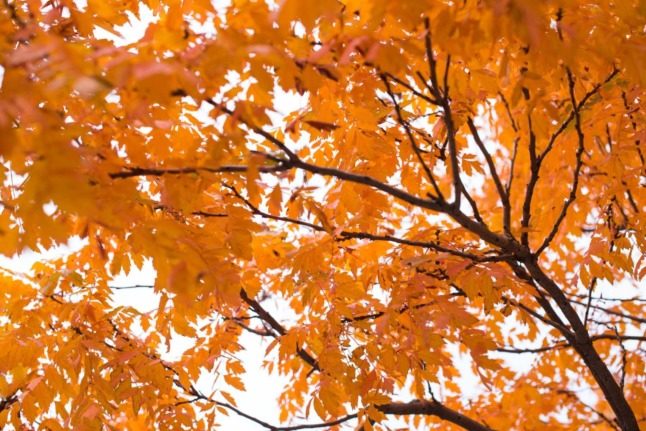 IN PICTURES: 12 photos that will get you excited about autumn in Switzerland