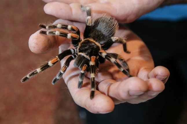 Man in shock after finding a tarantula in his mailbox