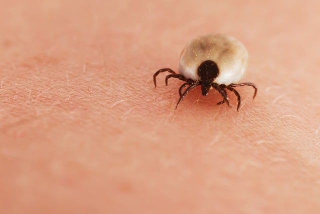 Call for more vaccinations after record year for tick infections