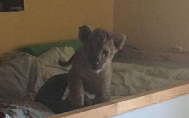 French Police seize another lion cub from Paris suburb apartment