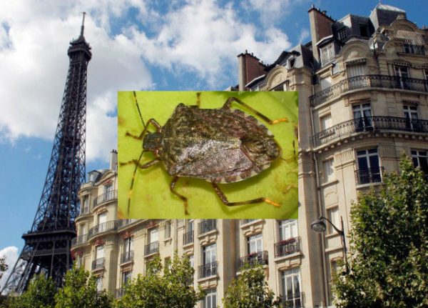 Paris apartments invaded by Asian stink bugs