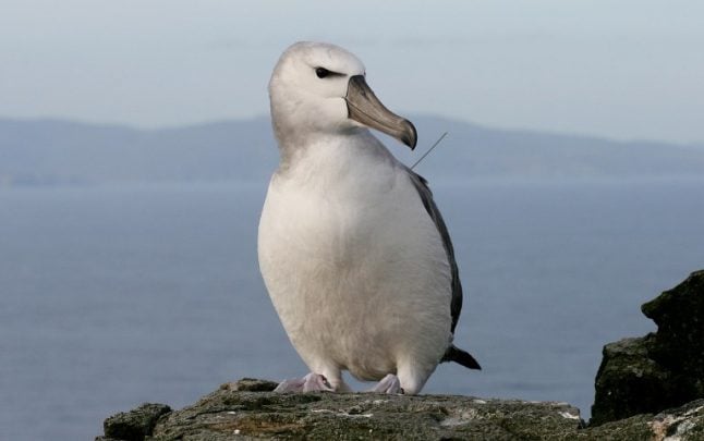 French researchers use albatrosses to spy out illegal fishing