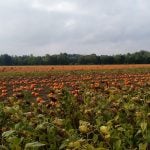 Drones find 40,000 pumpkins on Danish farm