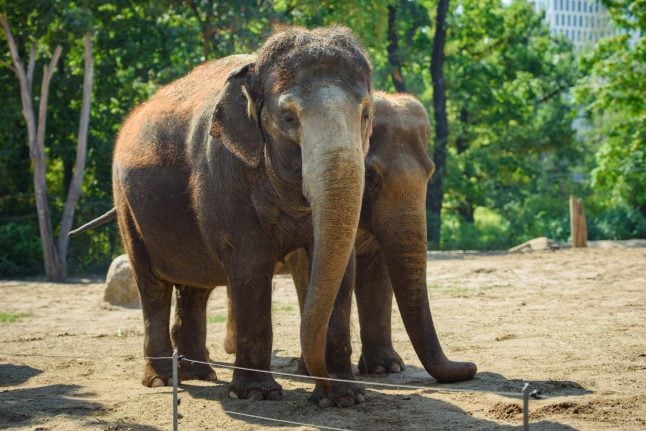 Tanja, Berlin's oldest elephant, dies