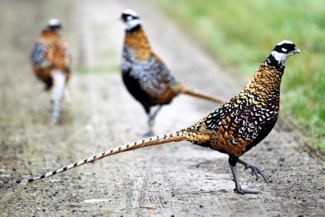 French pheasant breeders cry fowl over ferry chick ban
