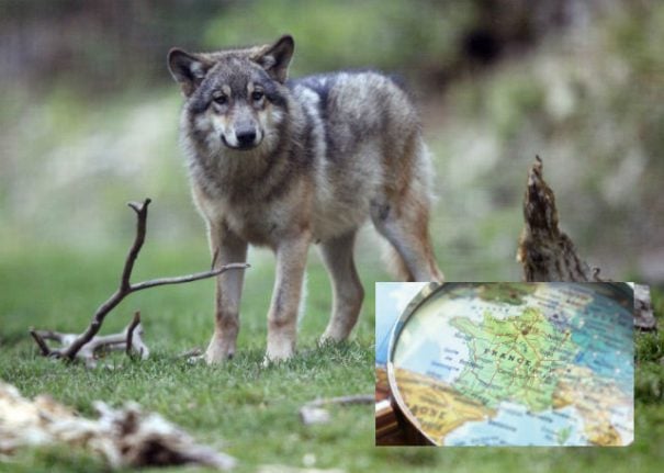 Glance around France: Mayors resign en masse and a dark day for wolves in Provence