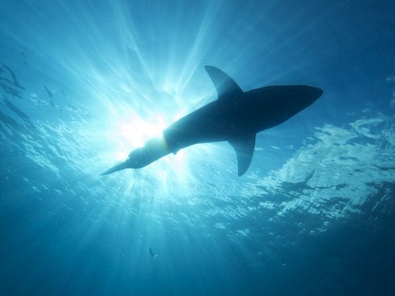 More than half of shark species in the Mediterranean at risk: WWF