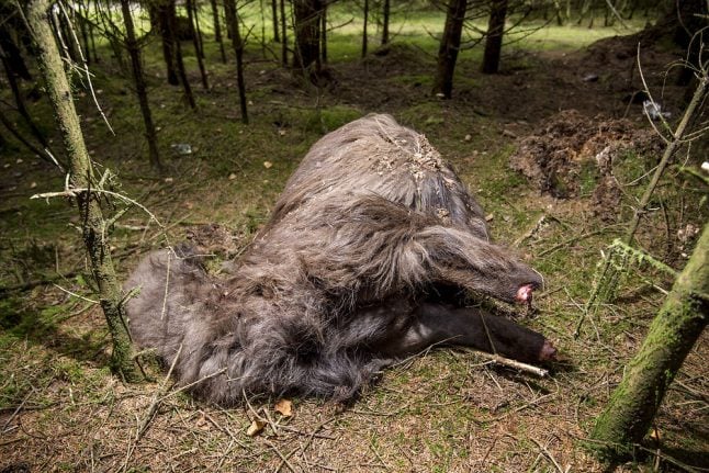 Mysterious animal found without legs, feet in Danish forest