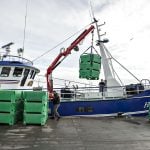 Denmark to continue herring fishing after warnings over dwindling population