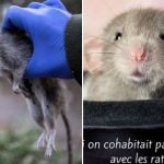 Why Parisians need to stop worrying and learn to love the rats