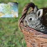 Glance around France: Rabbit murders and the resurrection of a homeless man’s outdoor library