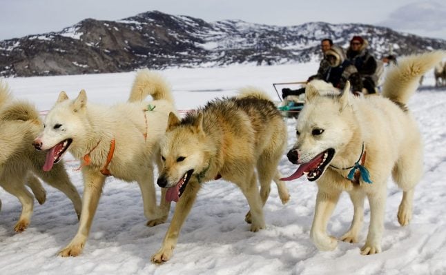 Danish transport ministry gives green light to dog sleds