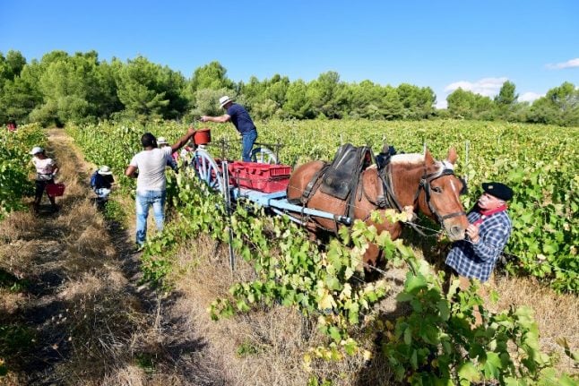 The future is green for French wine as organic sales soar