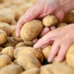 Drought causes potato prices to rise by more than half – and they have more flaws