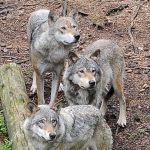 Swedish wildlife park to put down all its wolves
