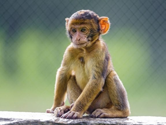 Italian police crack down on illegal barbary ape trade