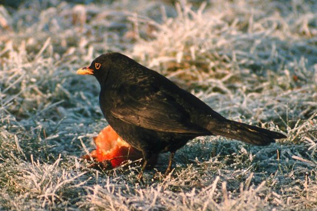 Virus puts Danish blackbirds under threat