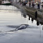 Whale helped free by passers-by after getting stuck at Danish quayside