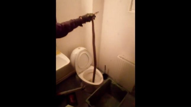Swede’s lost tropical snake shows up in neighbour’s toilet in frigid Lapland