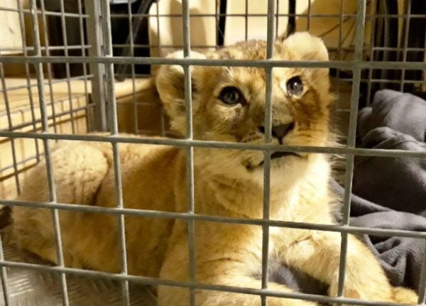 Lion cub found inside luxury car on Champs-Elysées