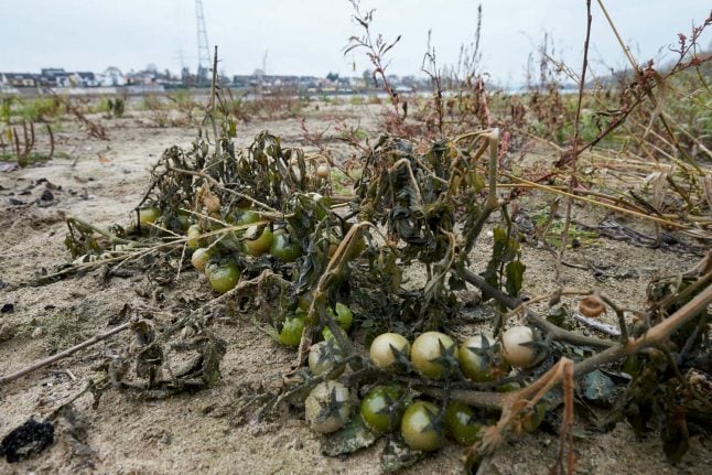 Tomatoes and watermelons grow for first time in the middle of the Rhine