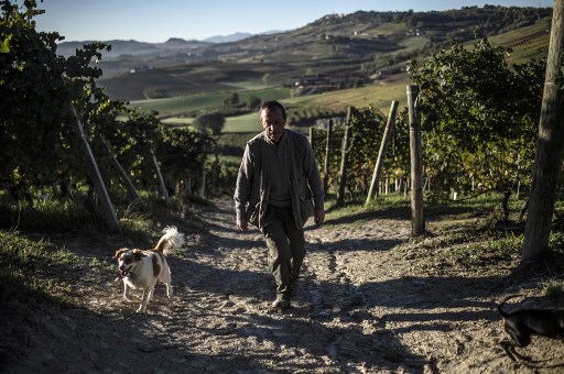 How Italian dogs graduate from truffle hunters' 'university'