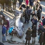 Dead whale dissected on Danish quayside