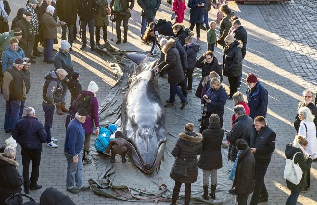 Dead whale dissected on Danish quayside