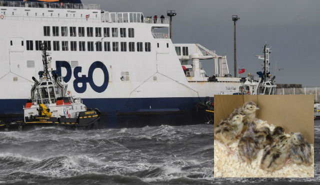 P&O can refuse French chick shipments for British hunts, says court