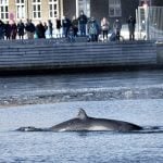 Local residents make plan to help whale stuck in Danish harbour