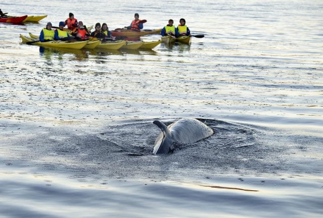 Whale dies after ten days lost in Danish harbour