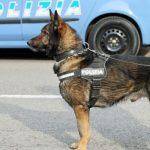 Inmate who smuggled in drugs to Italian prison in his intestines caught by sniffer dogs